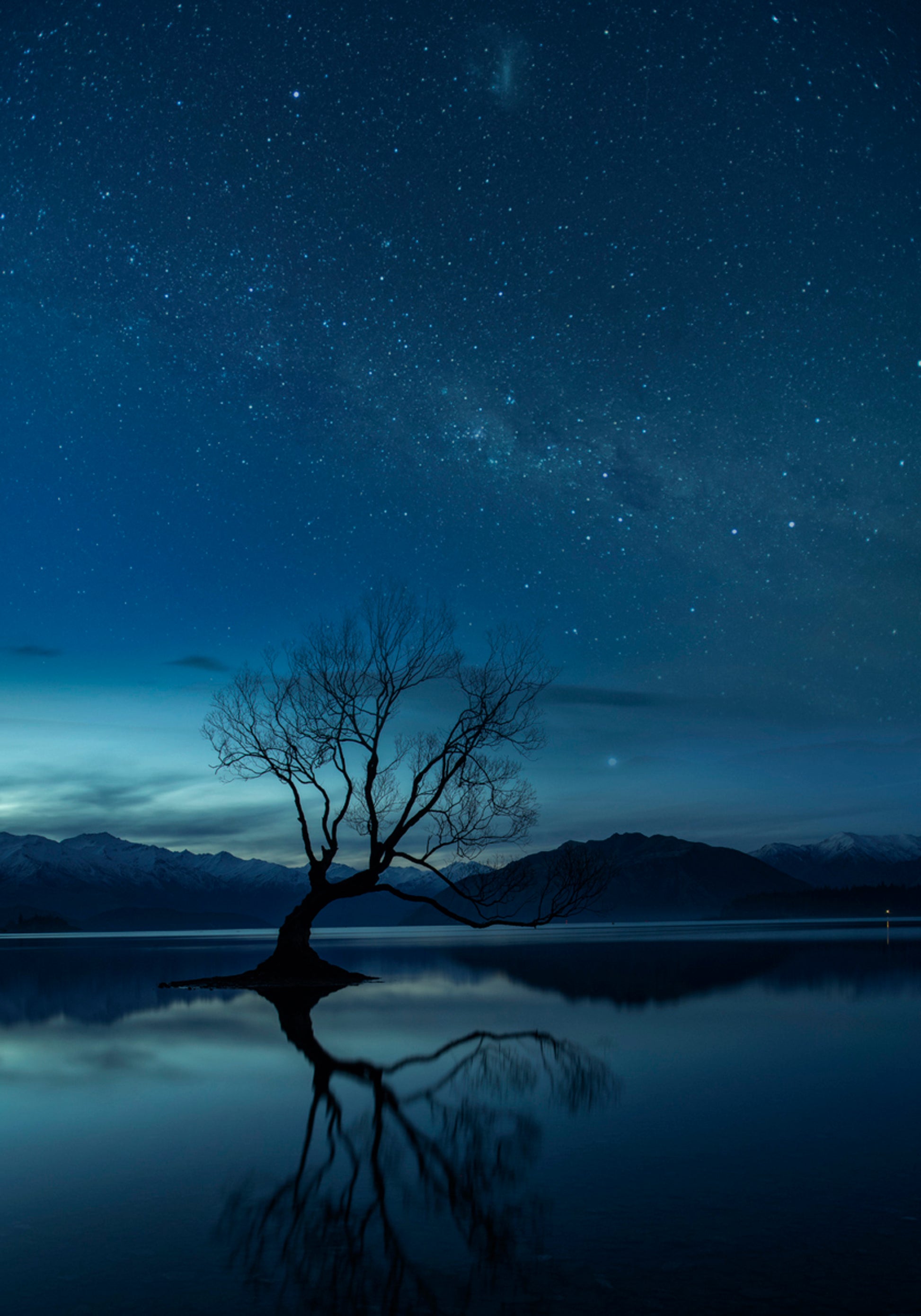 Lone Tree Starry Night