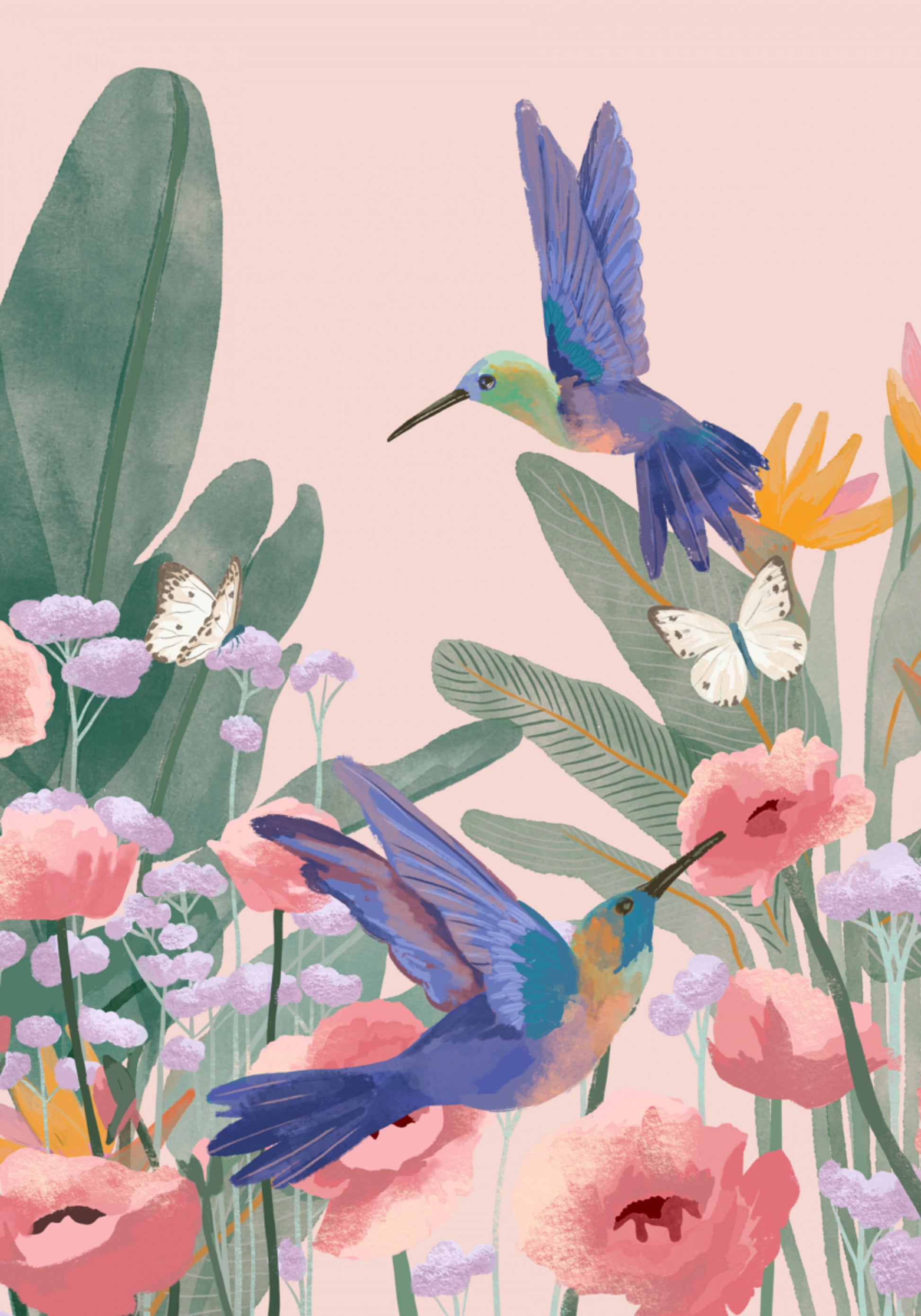 colibri