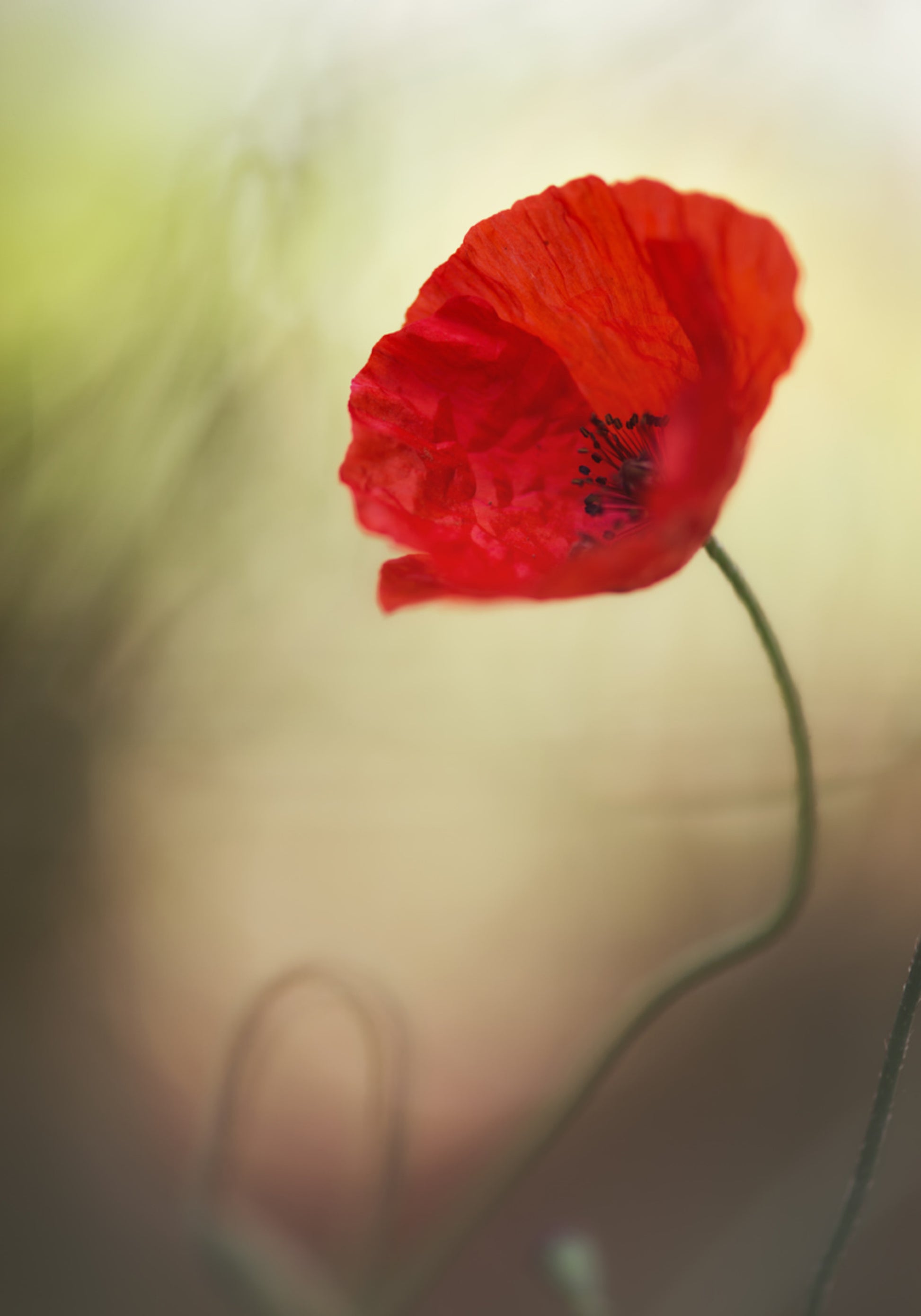 Vibrant Red Poppy