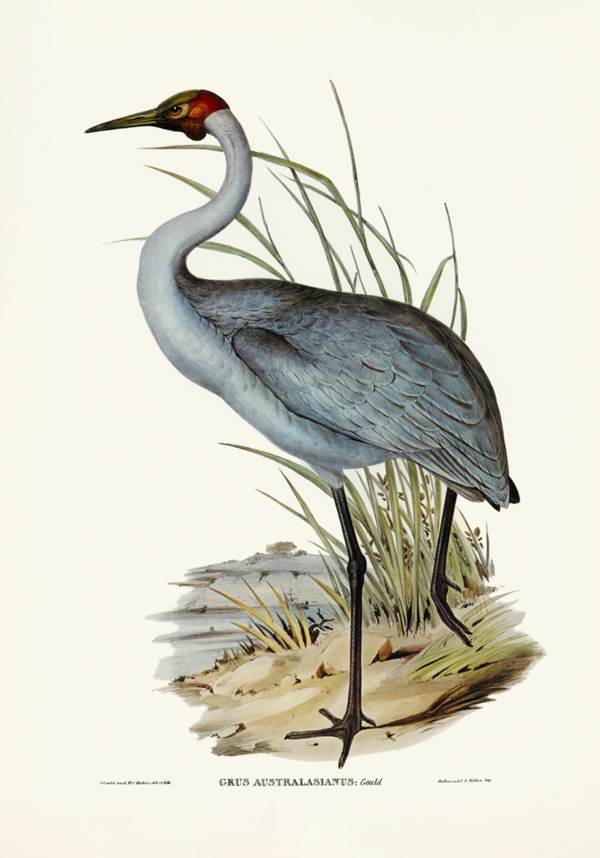 Australian Crane