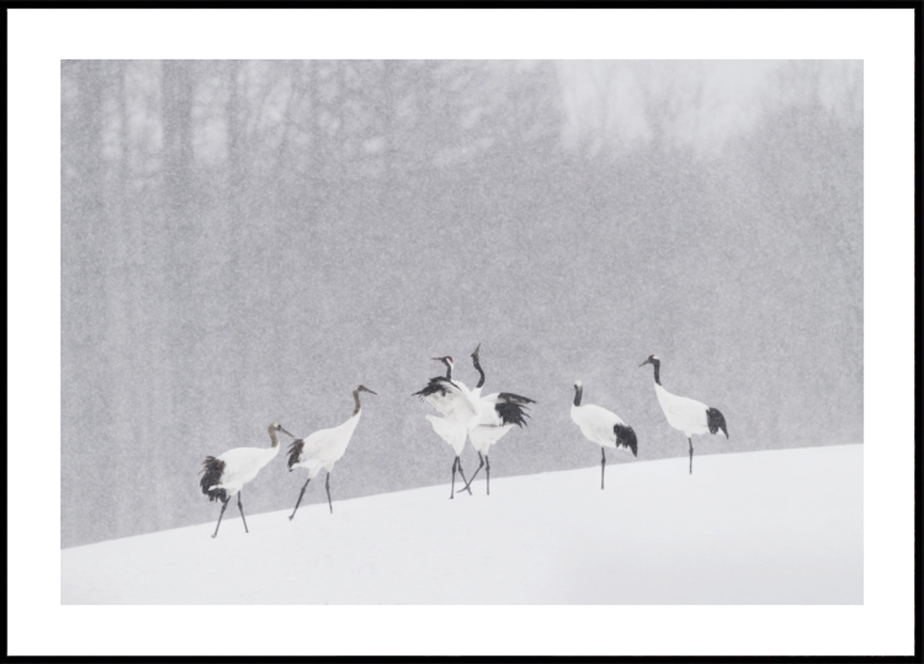 Red-crowned Cranes Schnéifall