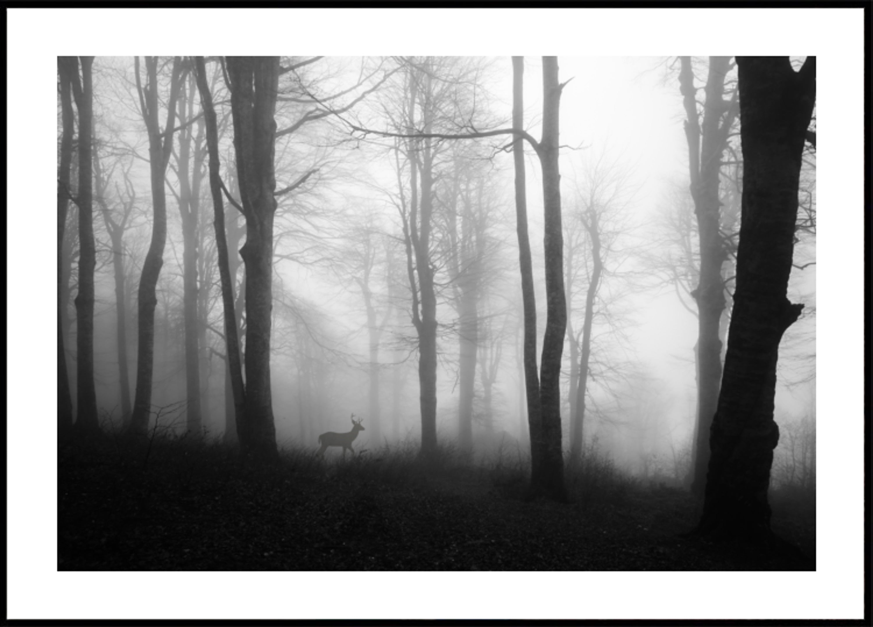 Misty Bësch Hirsch
