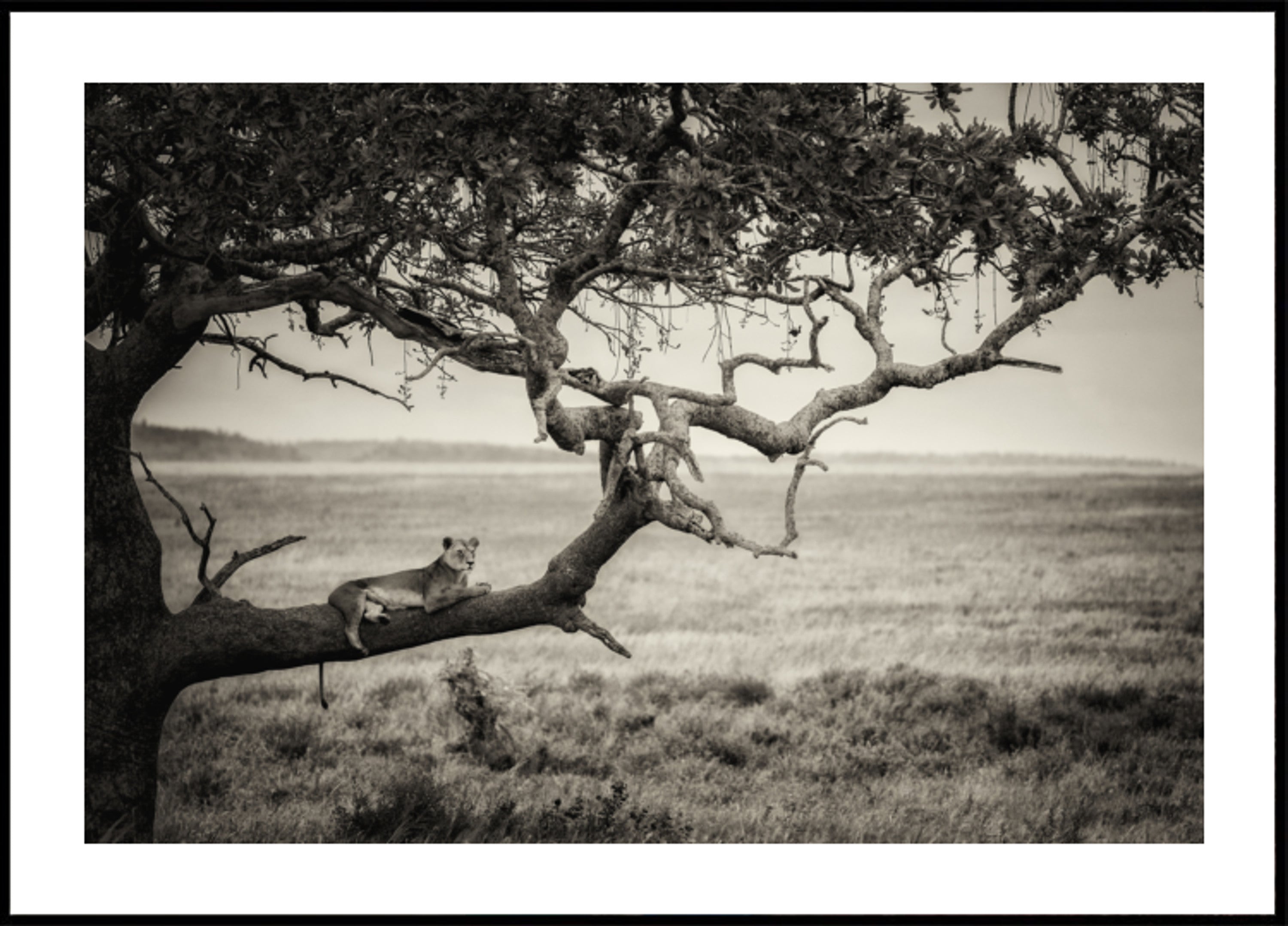 Lioness Op Bam Branch