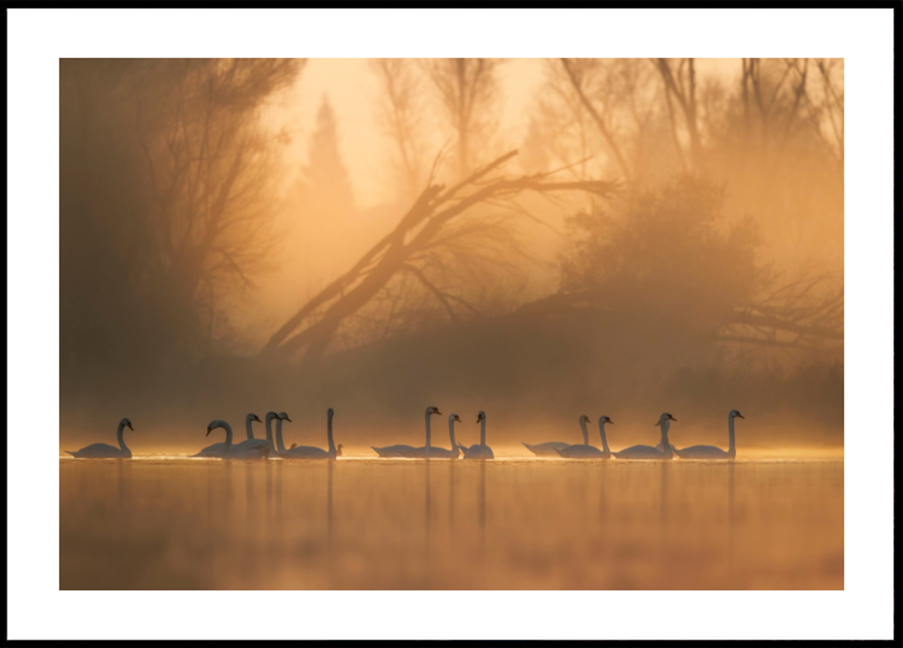 Swans am Golden Mist