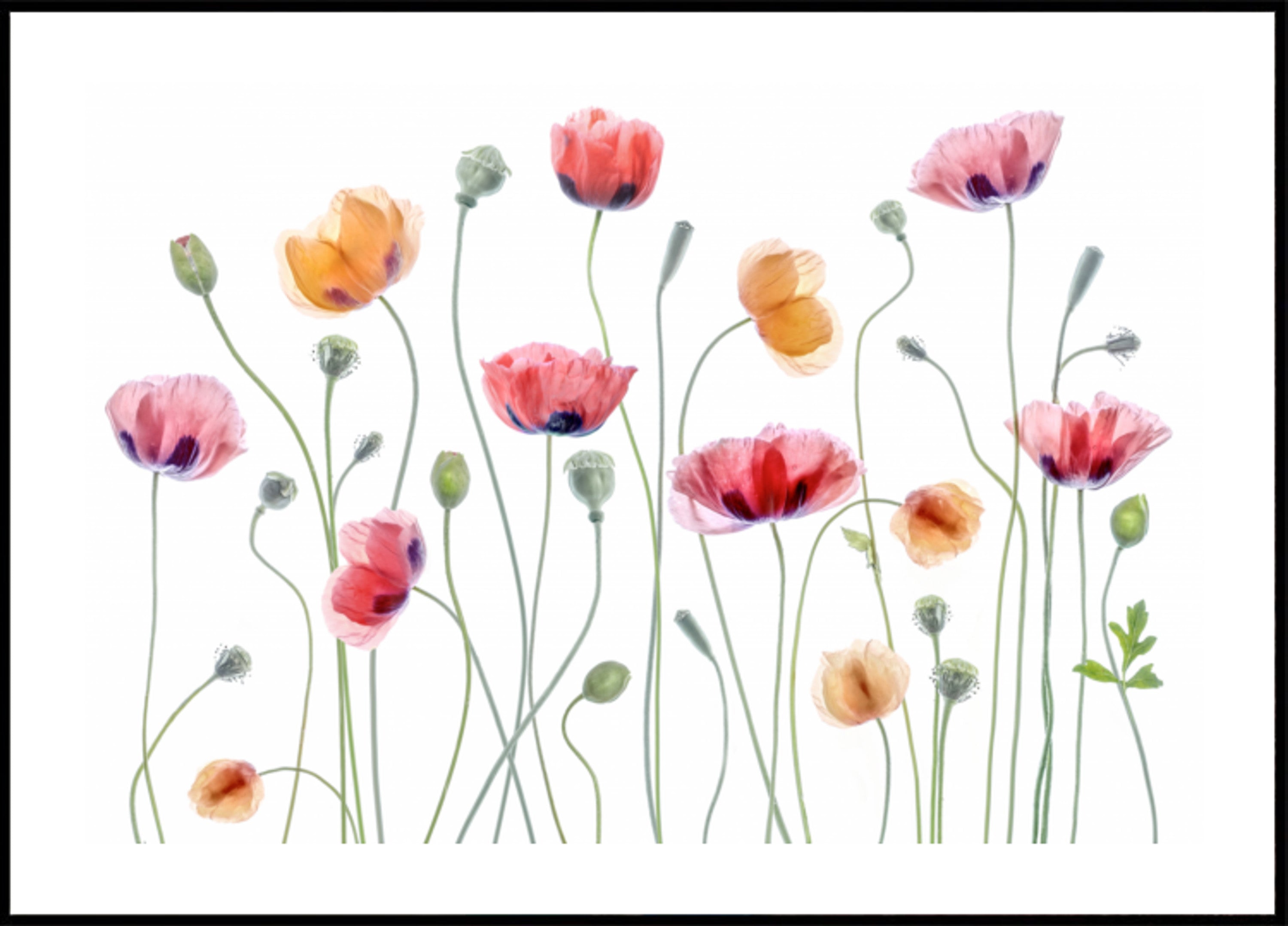 Poppy party
