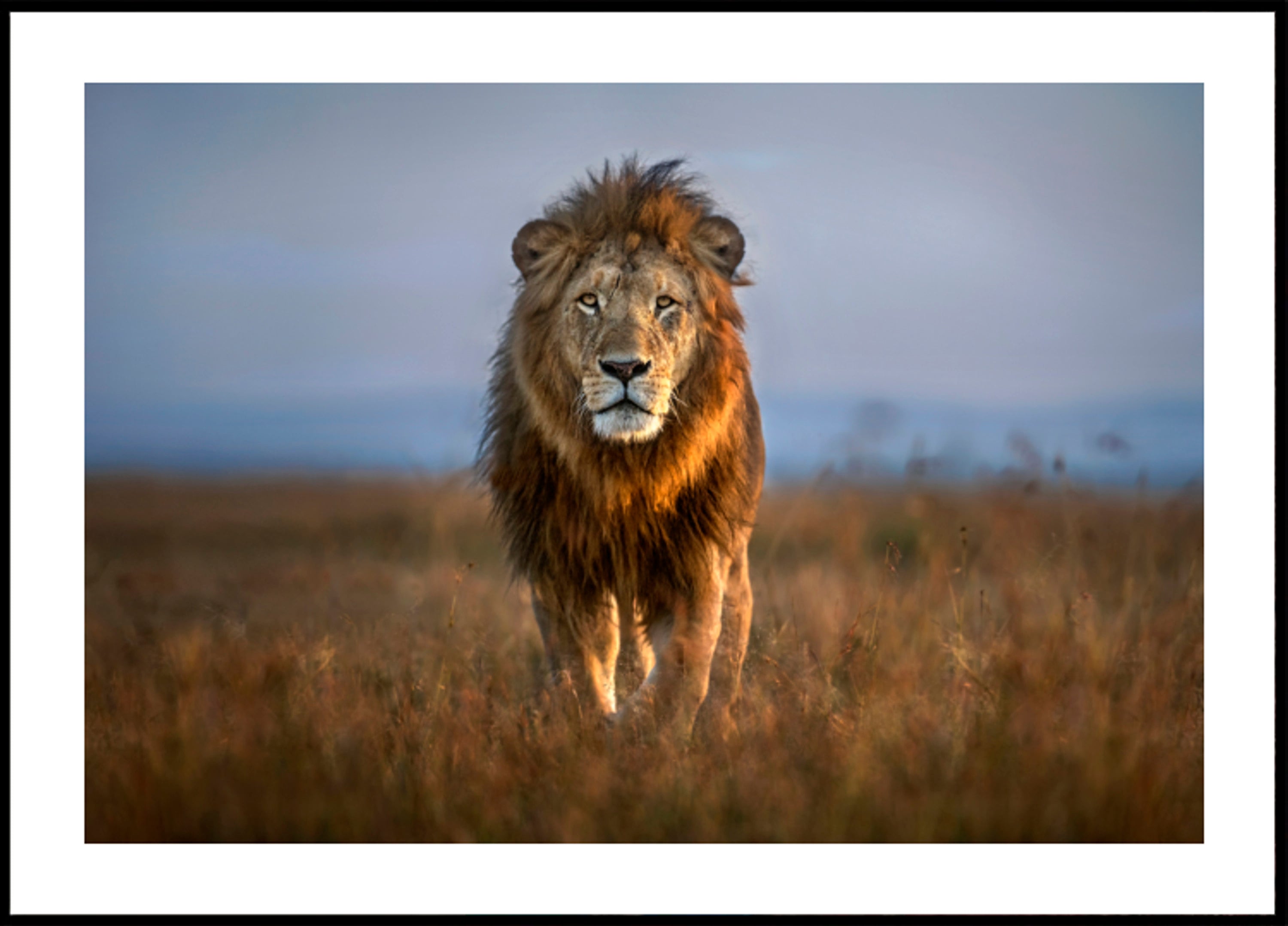 Majestic African Lion
