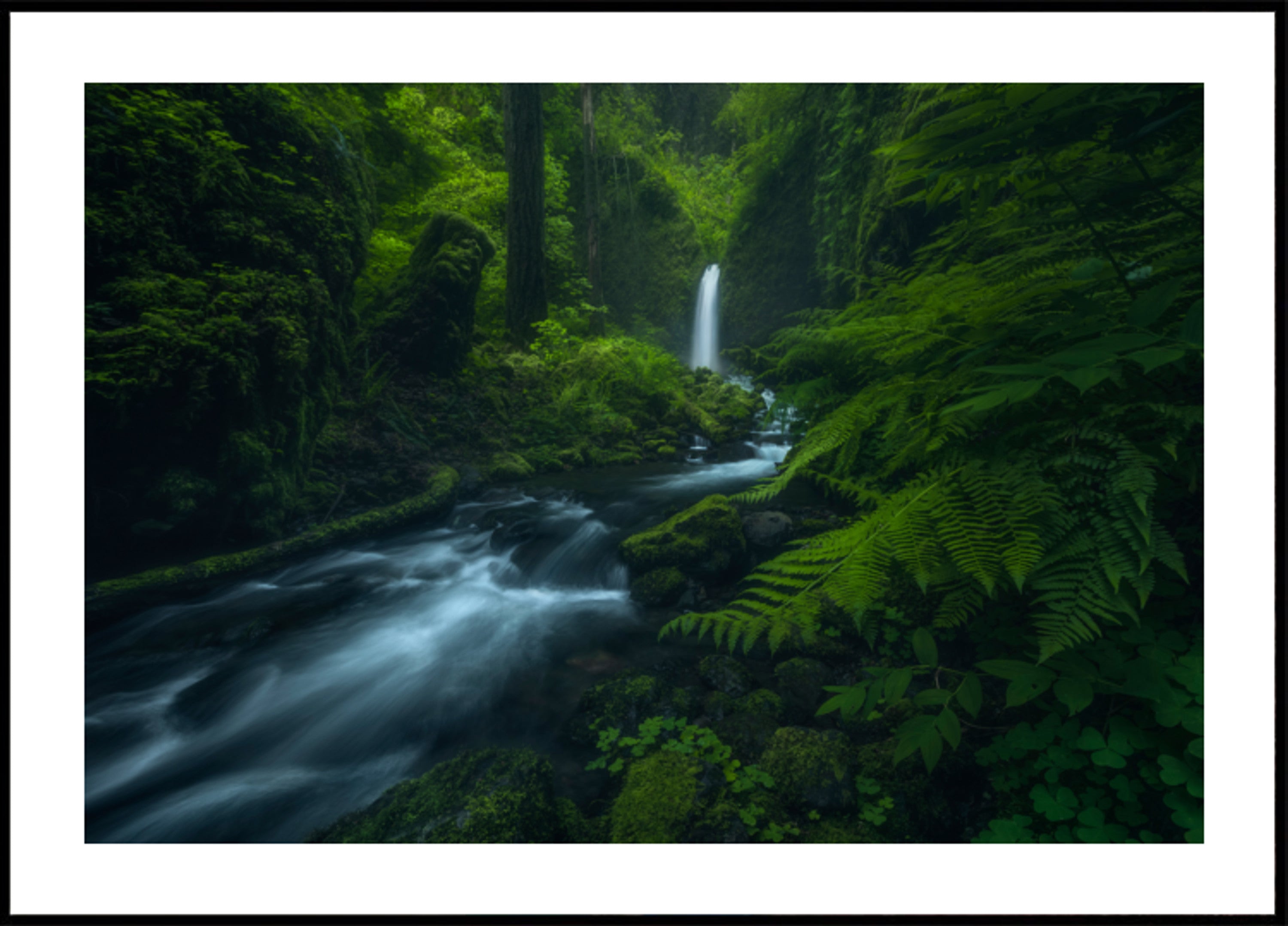 Fléissendem Forest Falls