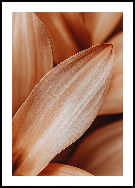 Amber Petal Elegance - Posterbox