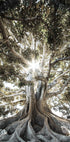 Tree with Large Roots Plakat - Posterbox.dk