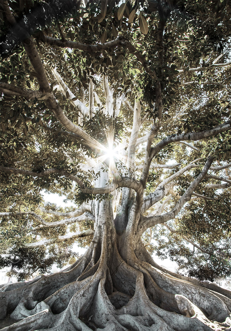 Tree with Large Roots Plakat - Posterbox.dk