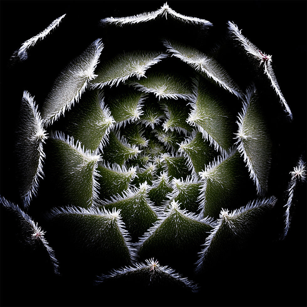 Sempervivum Rosette Plakat - Posterbox