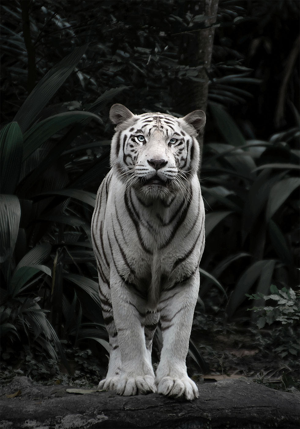 White Tiger Plakat - Posterbox.dk