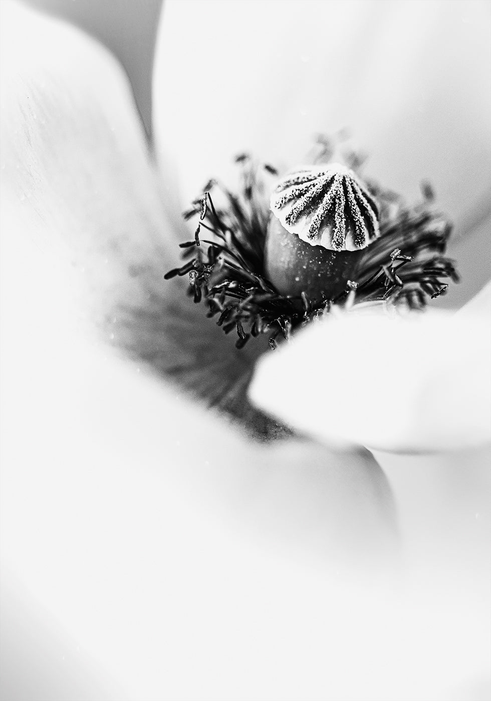 White Tulip Plakat - Posterbox.dk