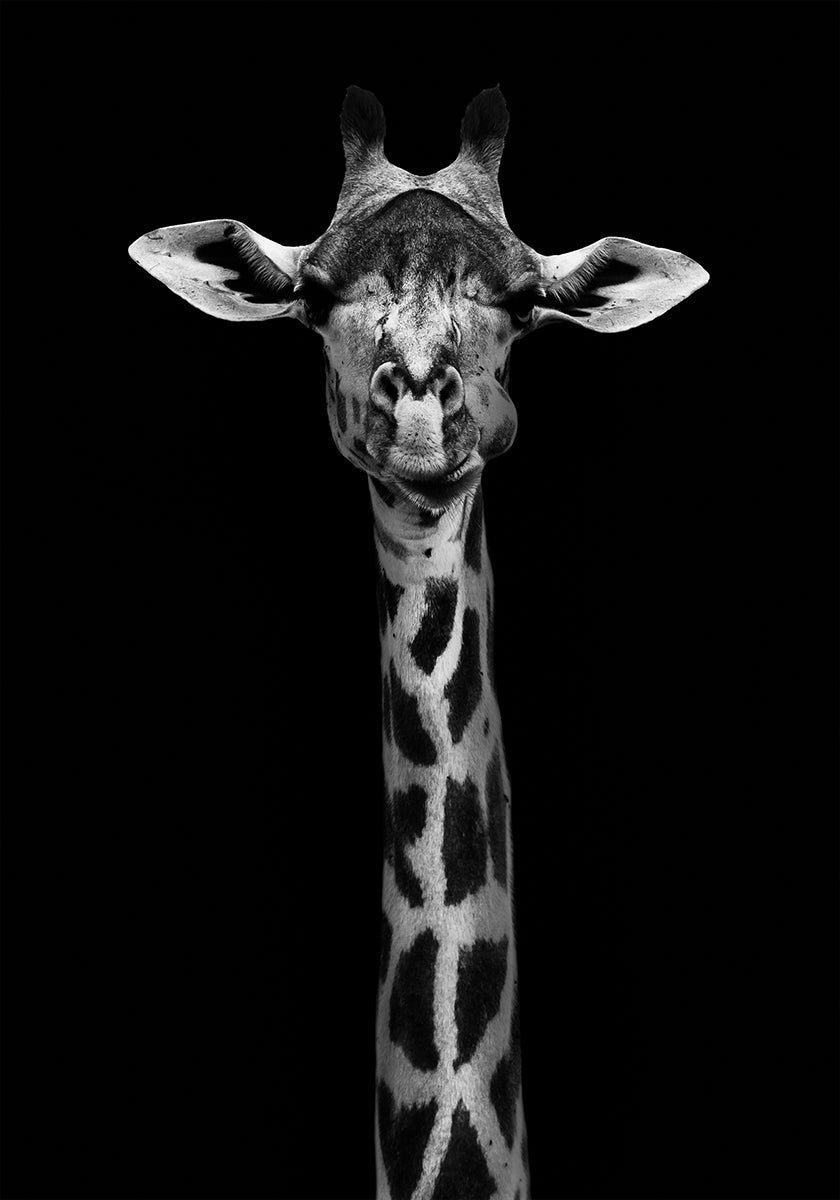 Giraffe Portrait Plakat - Posterbox